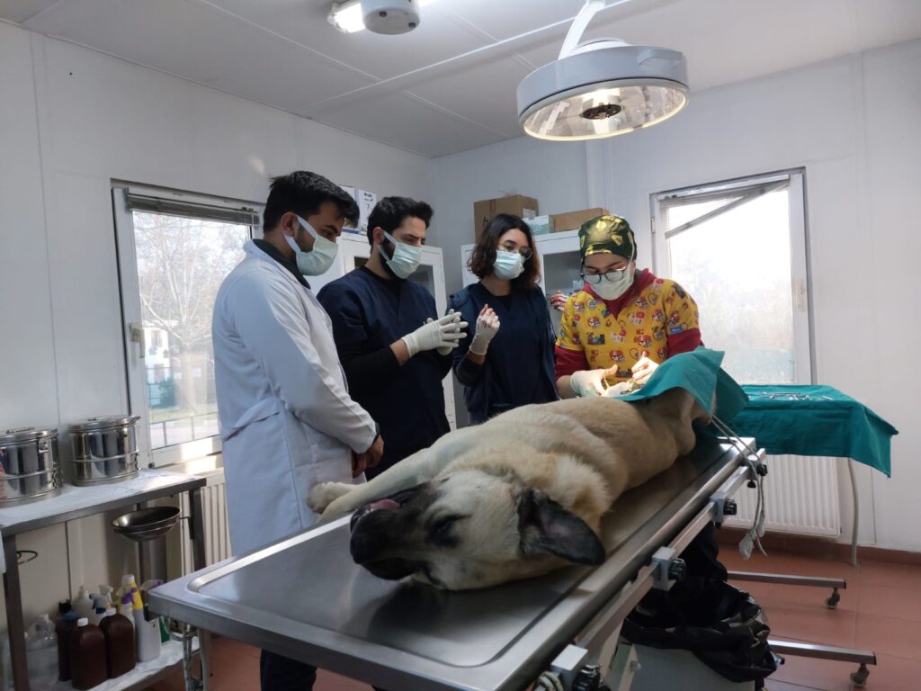 Başıboş köpekler mercek altında