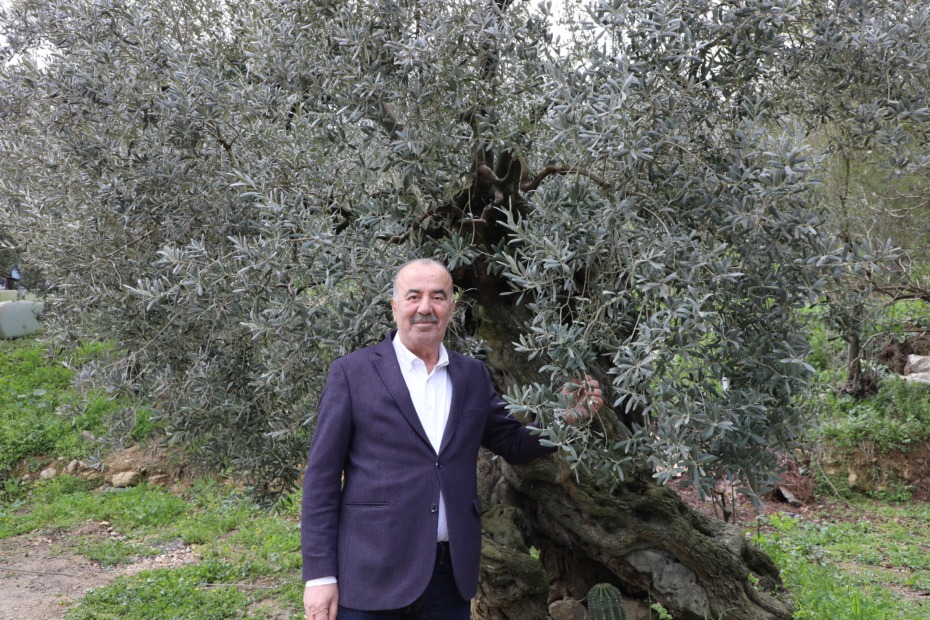 MUDANYA BELEDİYESİ’NDEN TİRİLYE ZEYTİNİ İÇİN COĞRAFİ İŞARET BAŞVURUSU