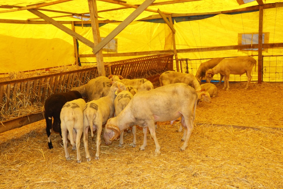 MUDANYA KURBAN PAZARI YENİ YERİNDE