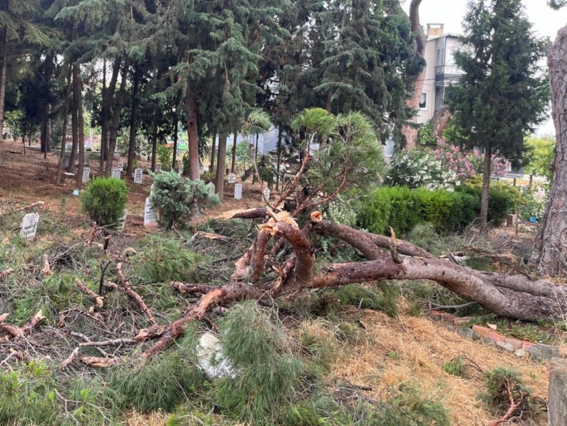 Tehlikeli Ağaçlara Müdahale