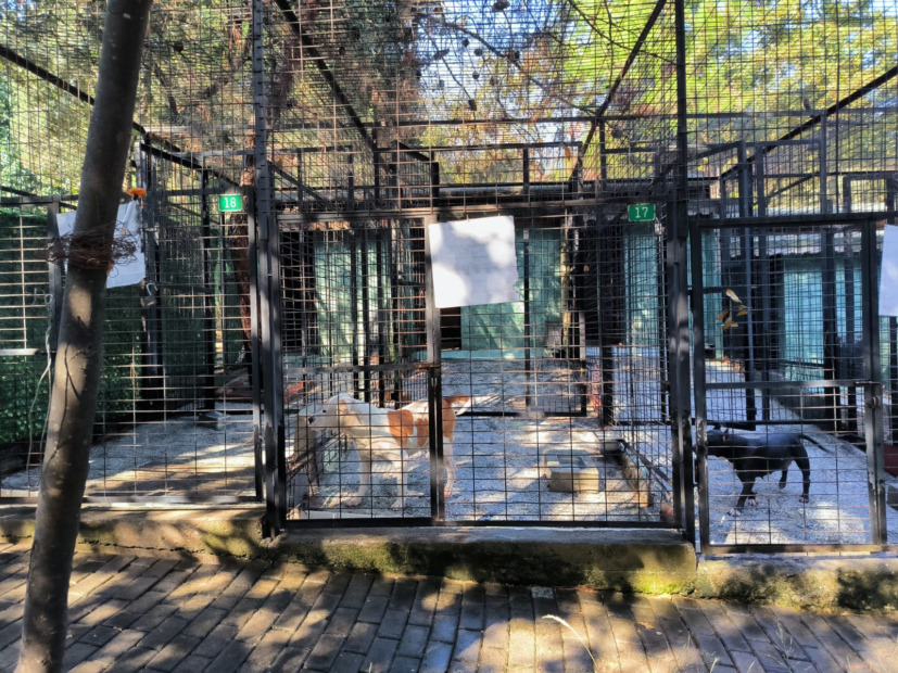 Ata saldıran köpek yakalandı
