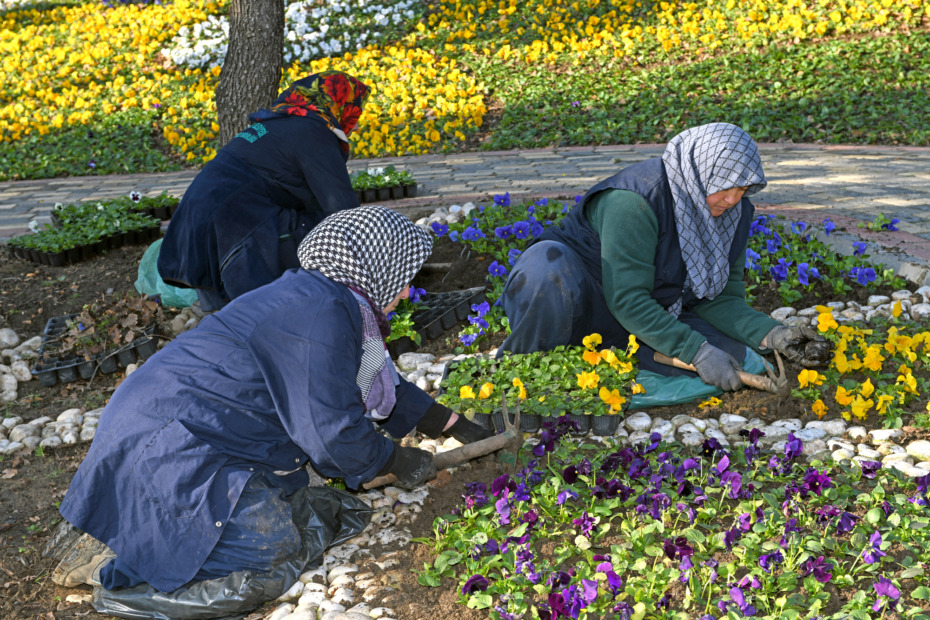 300 bin kış çiçeği toprakla buluşuyor
