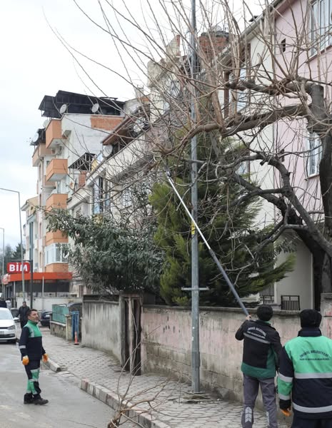 ŞEHİR GENELİNDE AĞAÇ BUDAMA ÇALIŞMALARI SÜRÜYOR