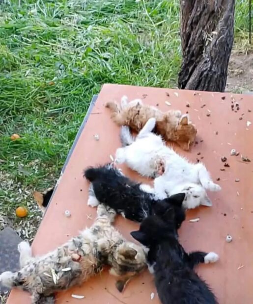 GEMLİK’TE VAHŞET YAVRU KEDİLERİ BIÇAKLAYARAK ÖLDÜRDÜLER