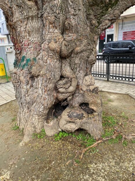 Asırlık ağacın yaraları sarıldı