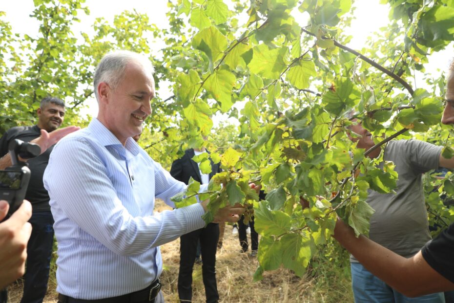 İNEGÖL FINDIĞINDA HASAT ZAMANI