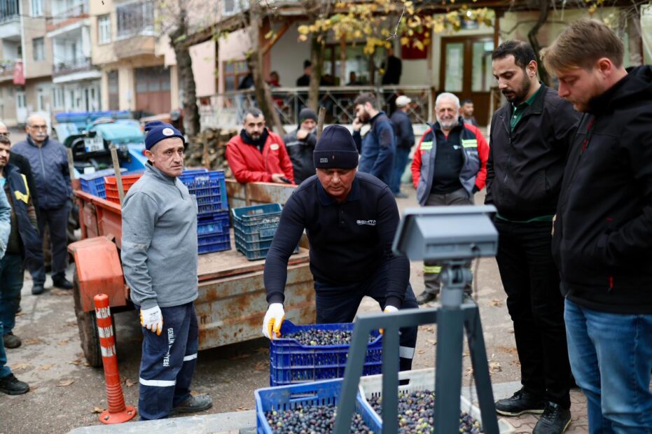 Gemlik Belediyesi ile GemTar’dan Üreticiye Destek Zeytin Alımları Sürüyor