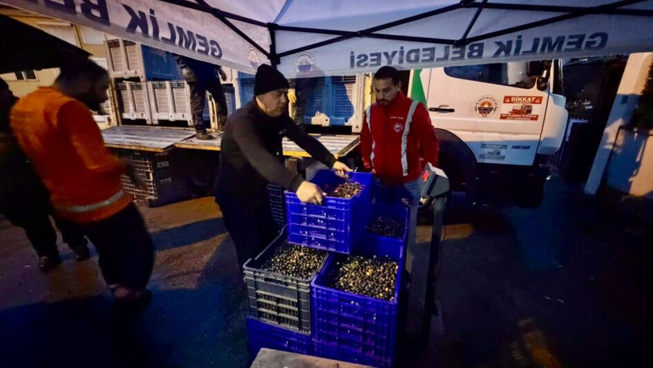 Gemlik Belediyesi’nden Üreticiye Destek: Yağlık Zeytin Alımları Sürüyor