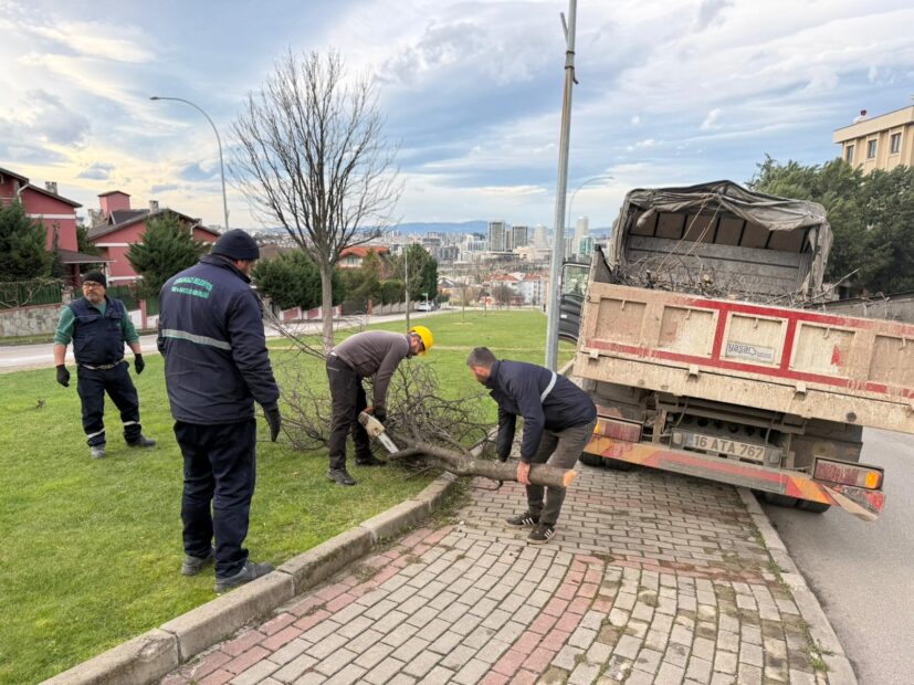 Şiddetli Lodosun Devirdiği Ağaçlara Osmangazi Belediyesi’nden Anında Müdahale