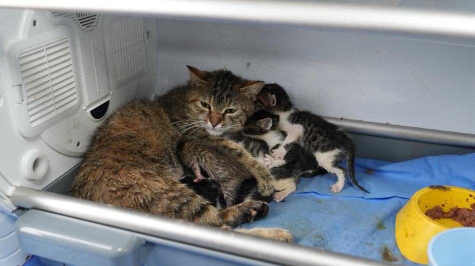 SÜPERSTAR AJDA PEKKAN’DAN GÜRSU’NUN YAVRU KEDİLERİNE DESTEK