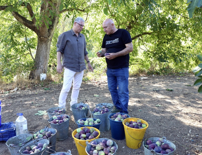 DALGIÇ’TAN İNCİR ÜRETİCİLERİNE HASAT ZİYARETİ