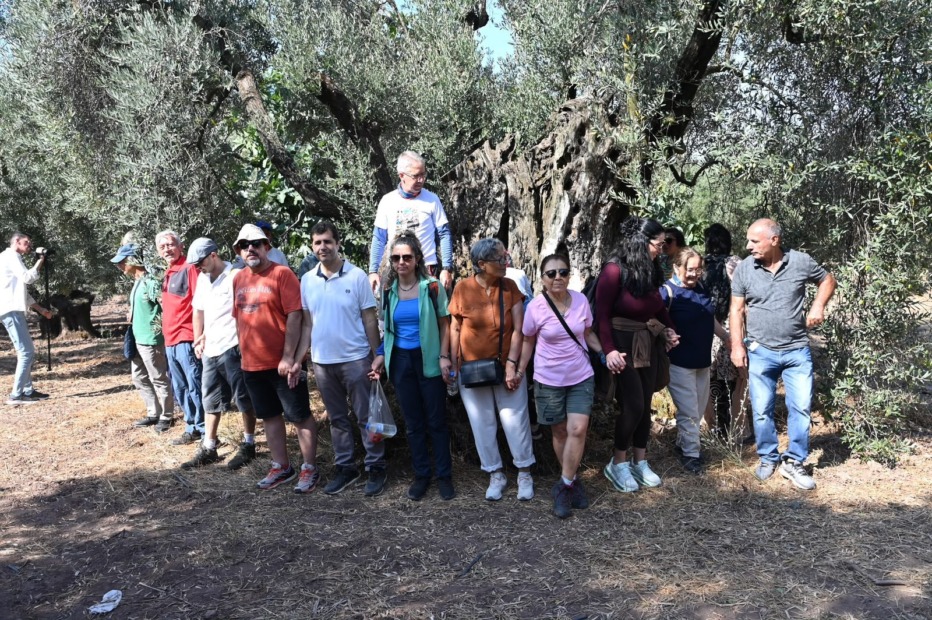 Gemlik’te Zeytin Ağacı 1500 Yıldır Meyve Veriyor